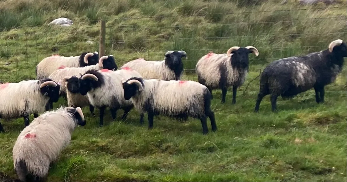 Mayo store ram lambs - Image 1