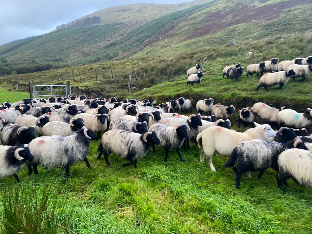 Mayo store ram lambs - Image 3