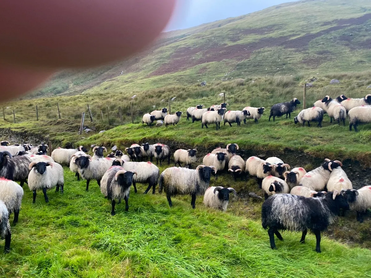 Mayo store ram lambs - Image 4