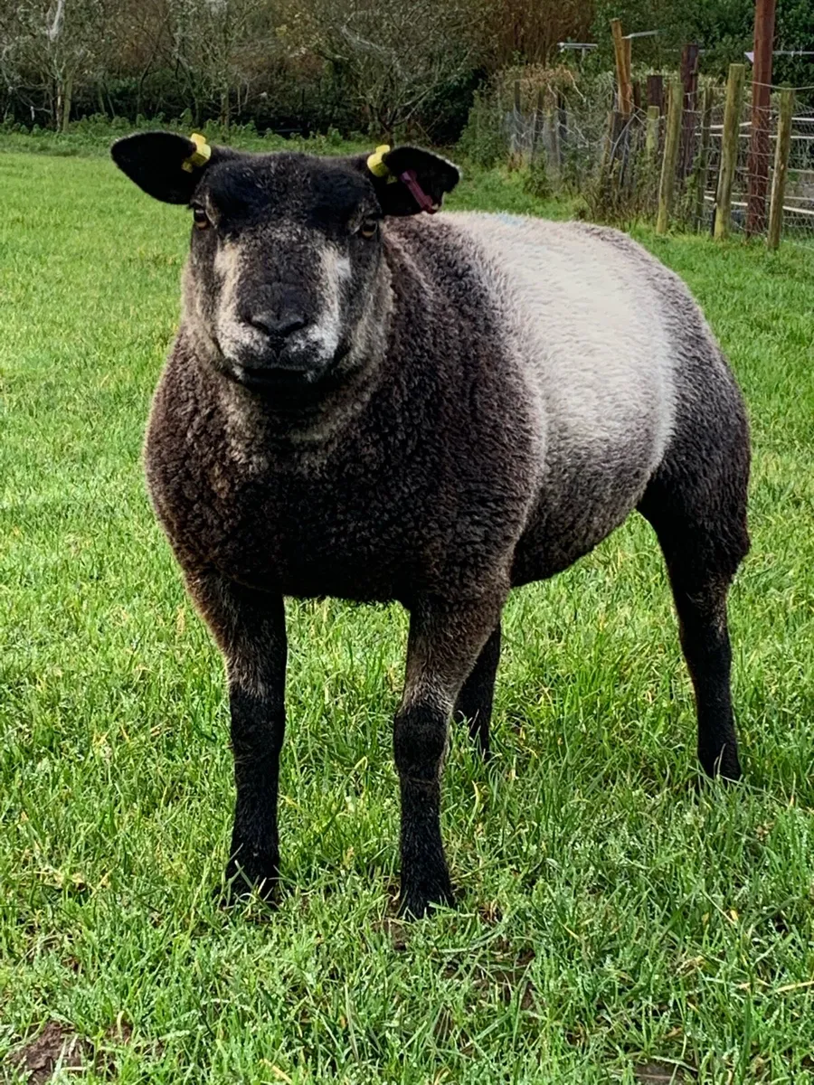 Pedigree Blue Texel - Image 3