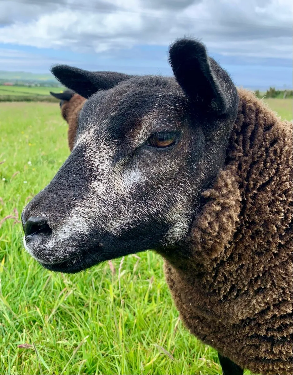 Pedigree Blue Texel - Image 4