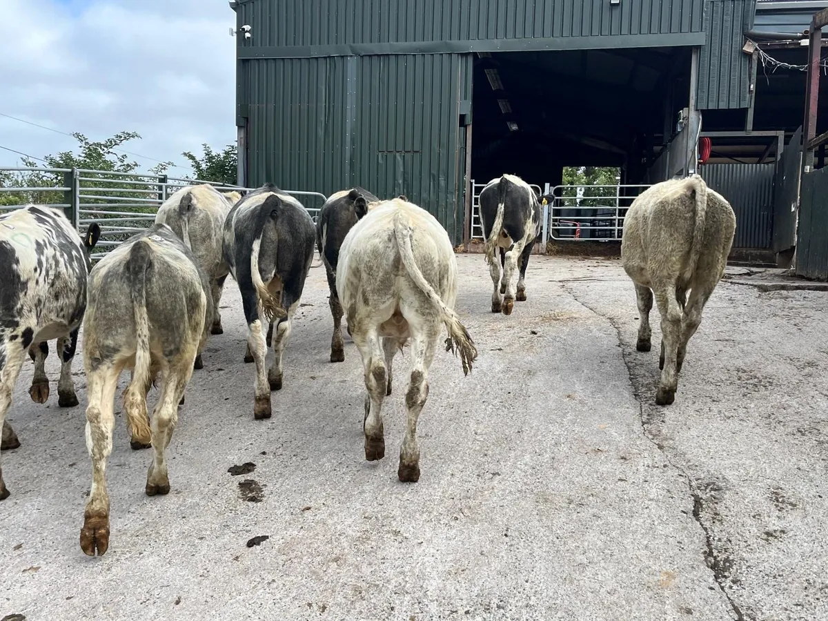 10 super Belgian blue store bullocks - Image 1