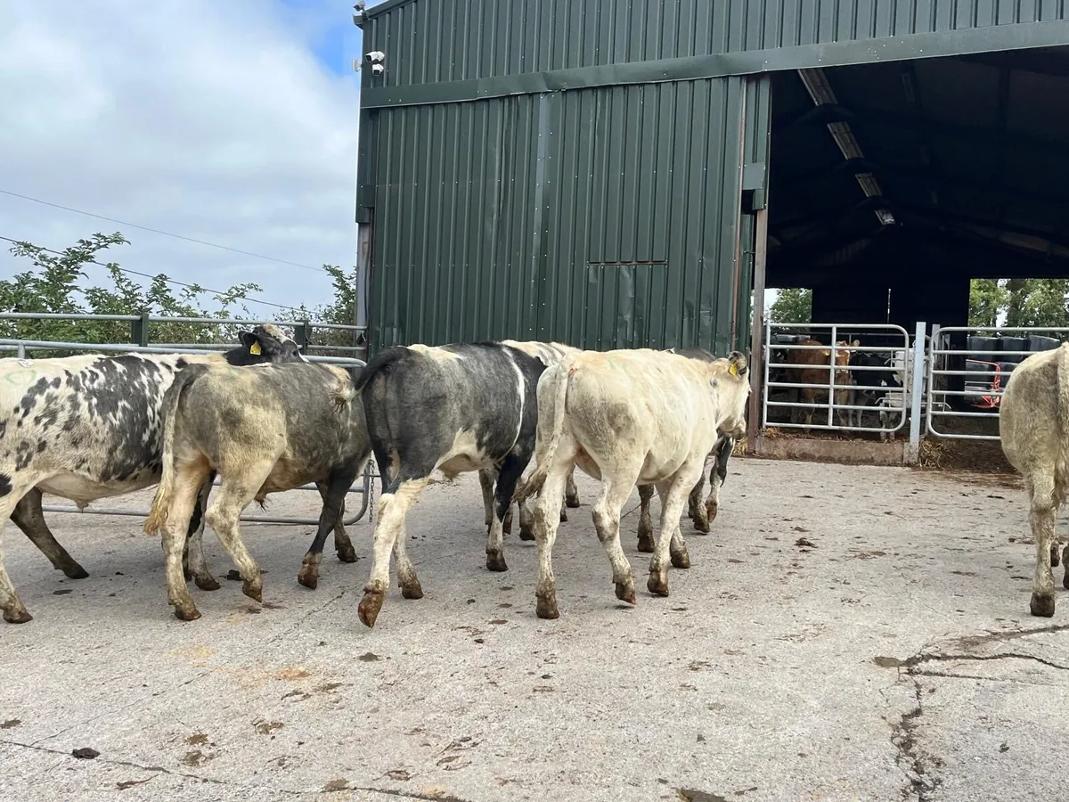 10 super Belgian blue store bullocks - Image 2