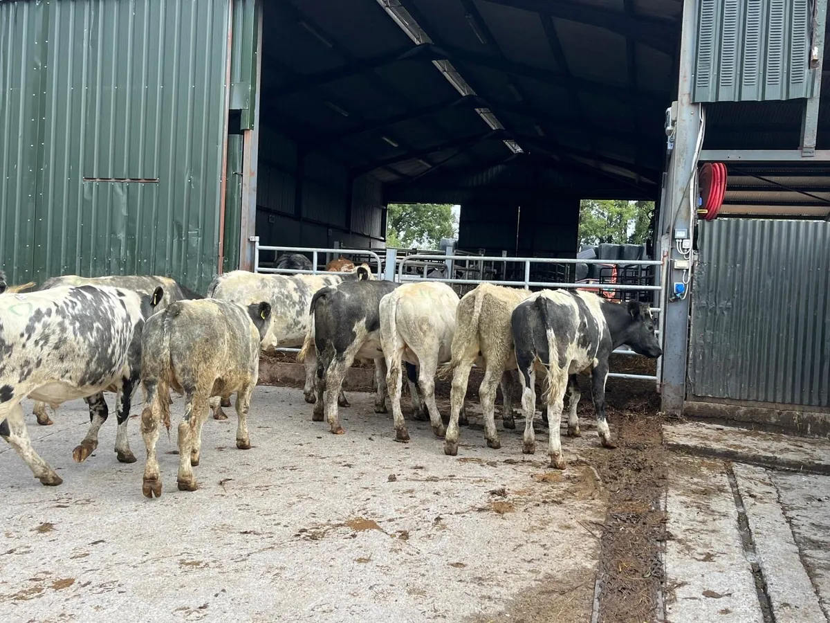 10 super Belgian blue store bullocks - Image 4