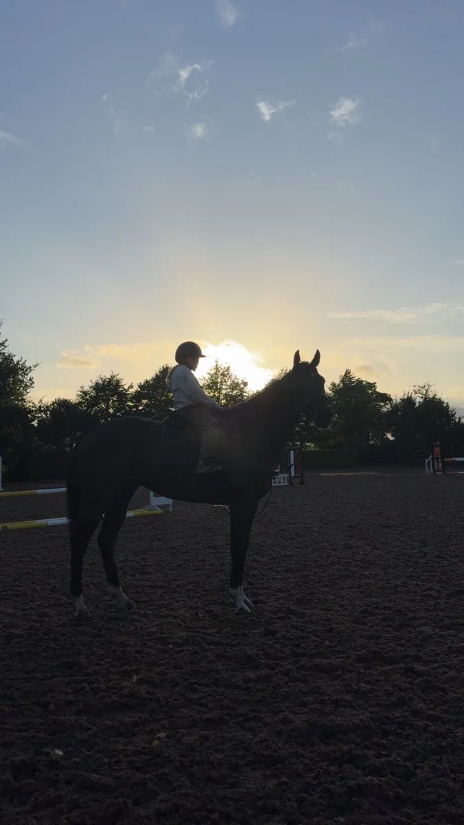 Horse - Image 1