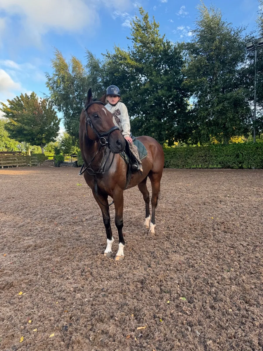 Horse - Image 4
