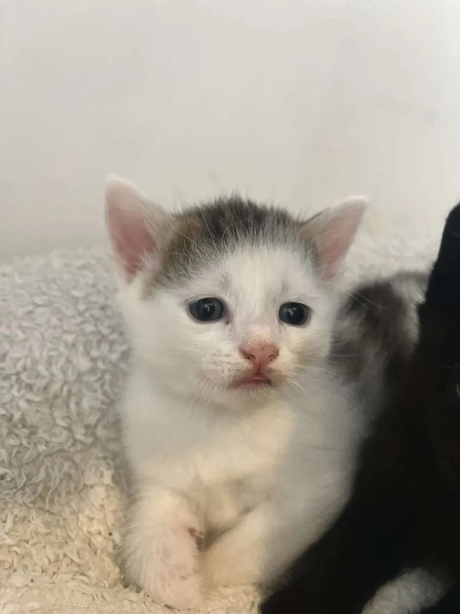 Kitten - Image 1