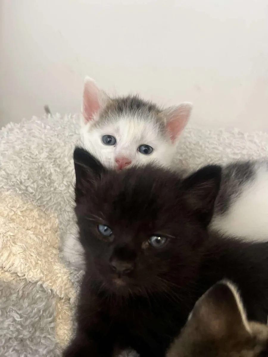 Kitten - Image 2