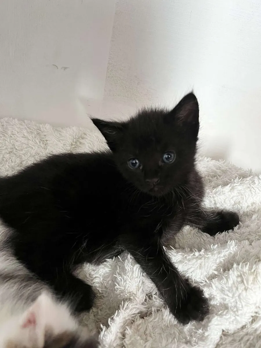 Kitten - Image 3