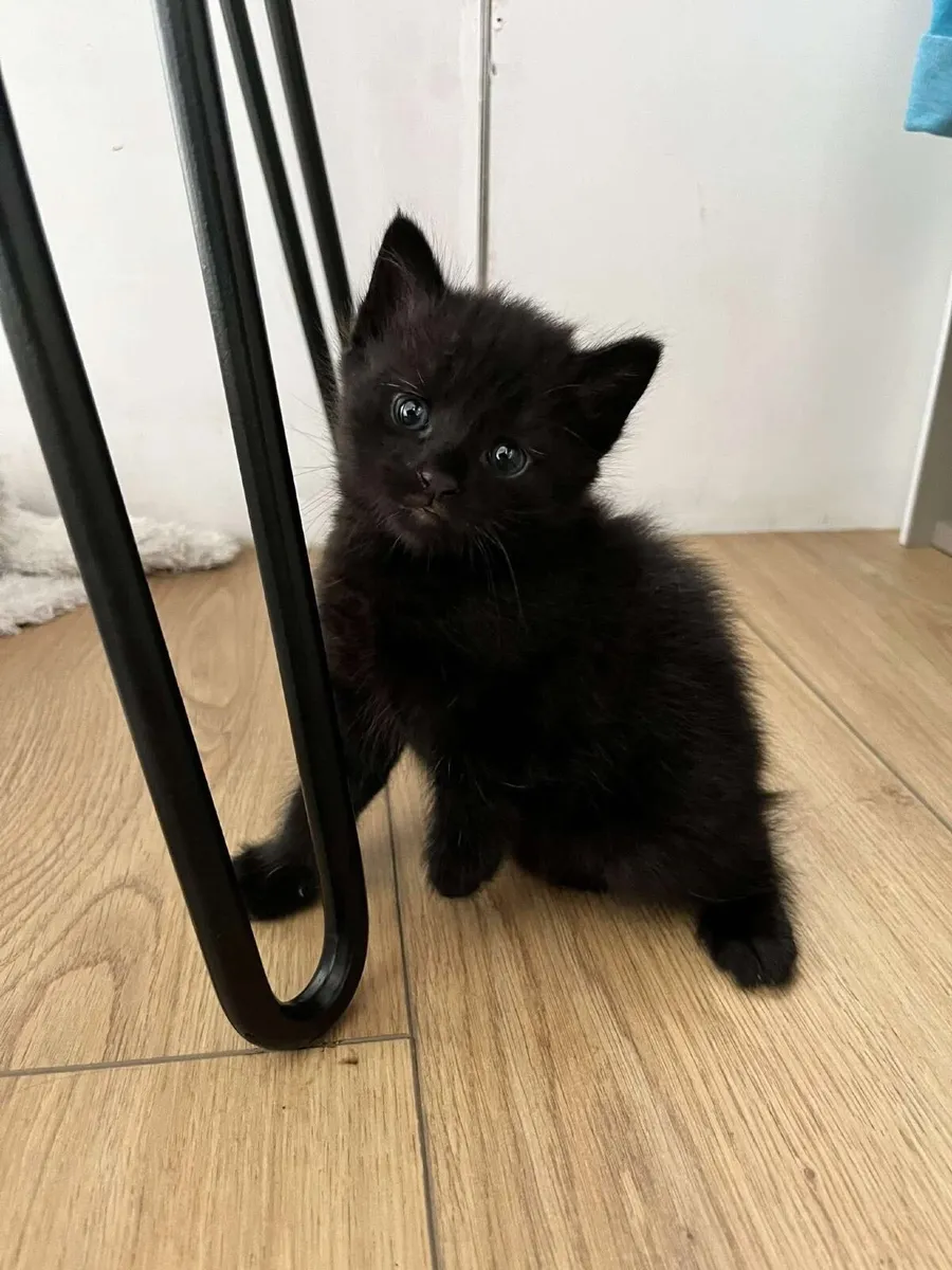 Kitten - Image 4