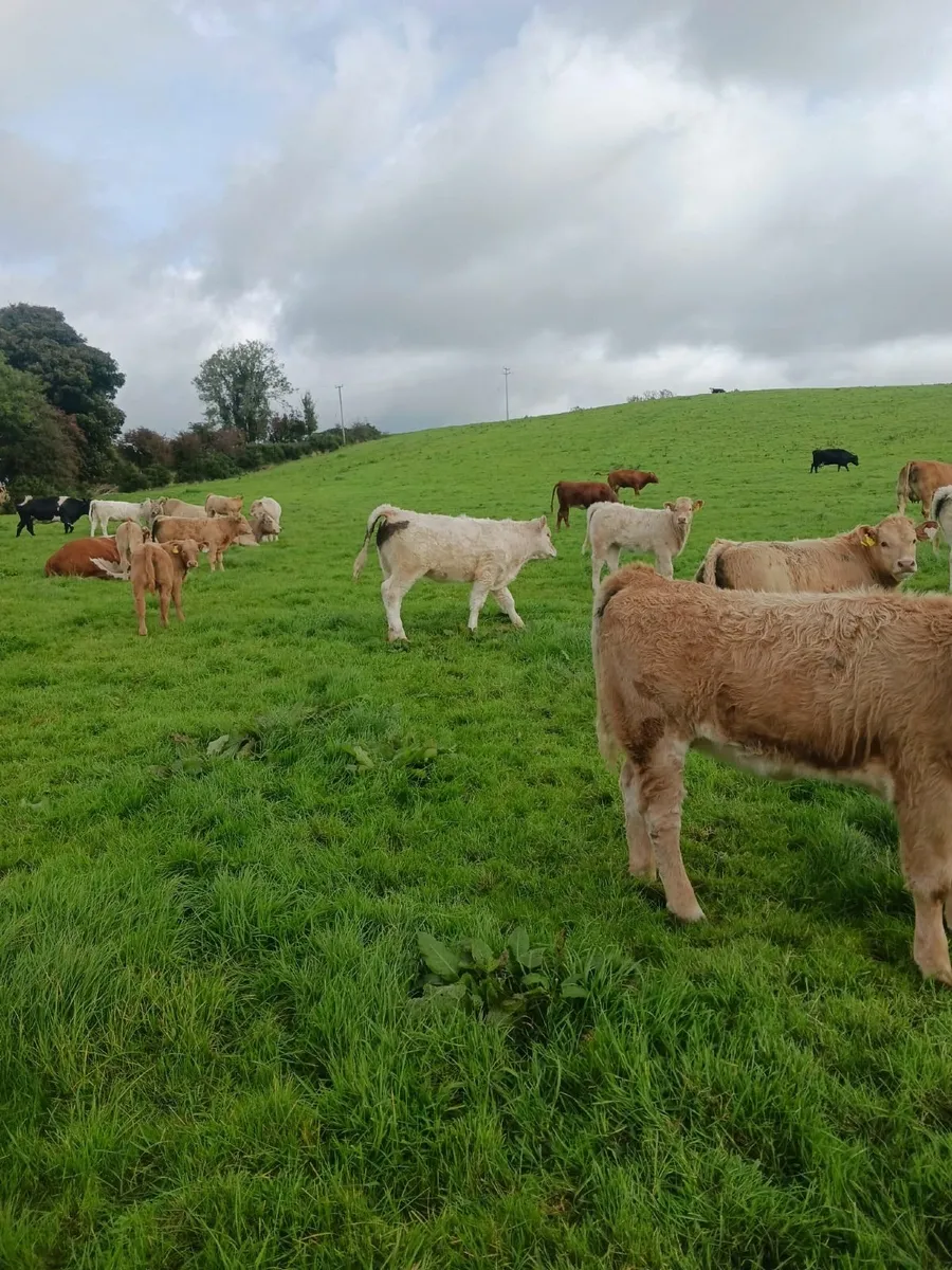 Organic Weanling Heifers - Image 2