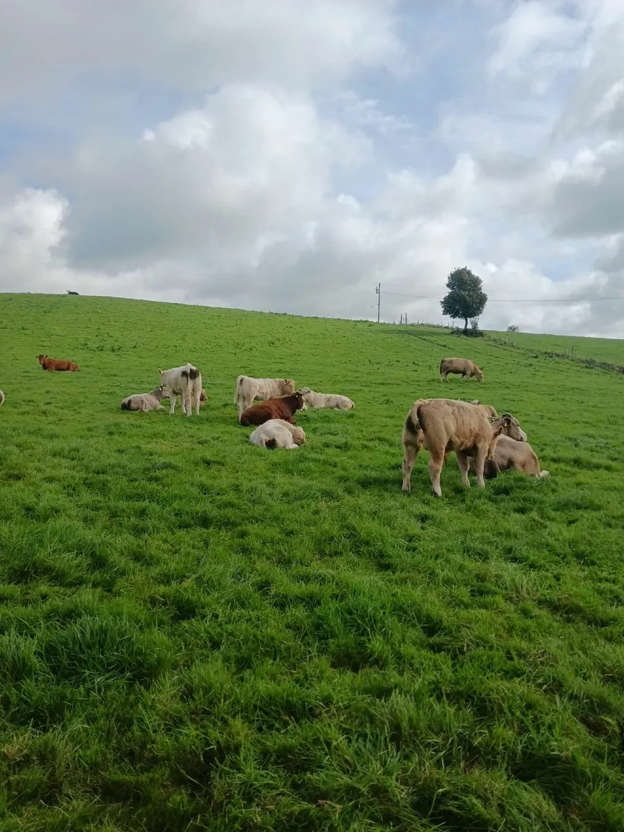 Organic Weanling Heifers - Image 4