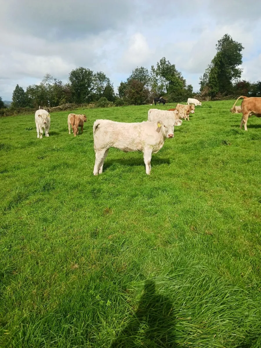 Organic Weanling Heifers - Image 1