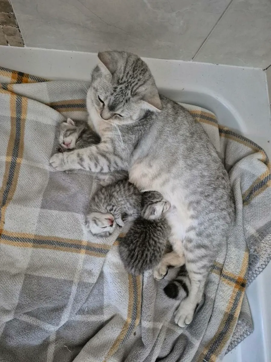 British Shorthair Kittens - Image 1