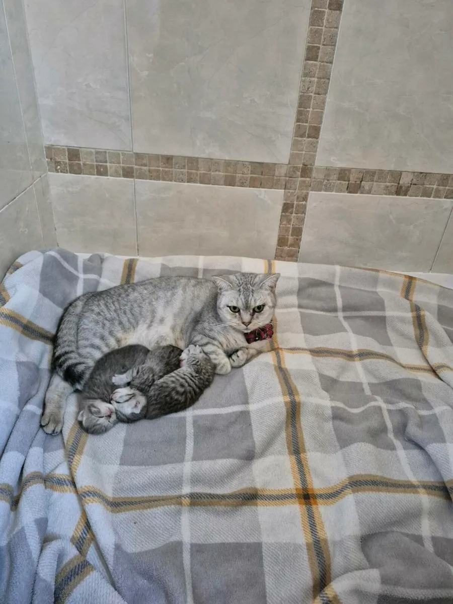 British Shorthair Kittens - Image 4