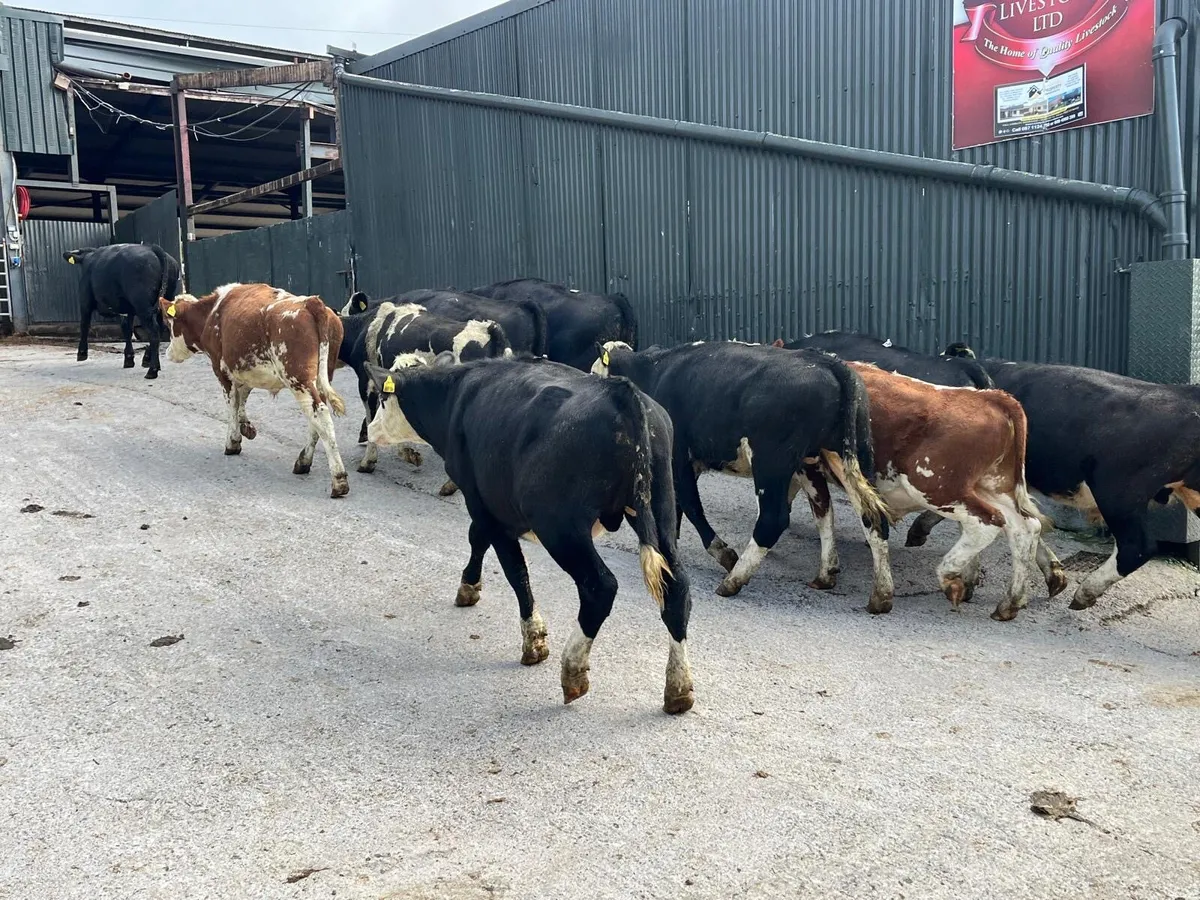 12 super  Hereford store bullocks - Image 1