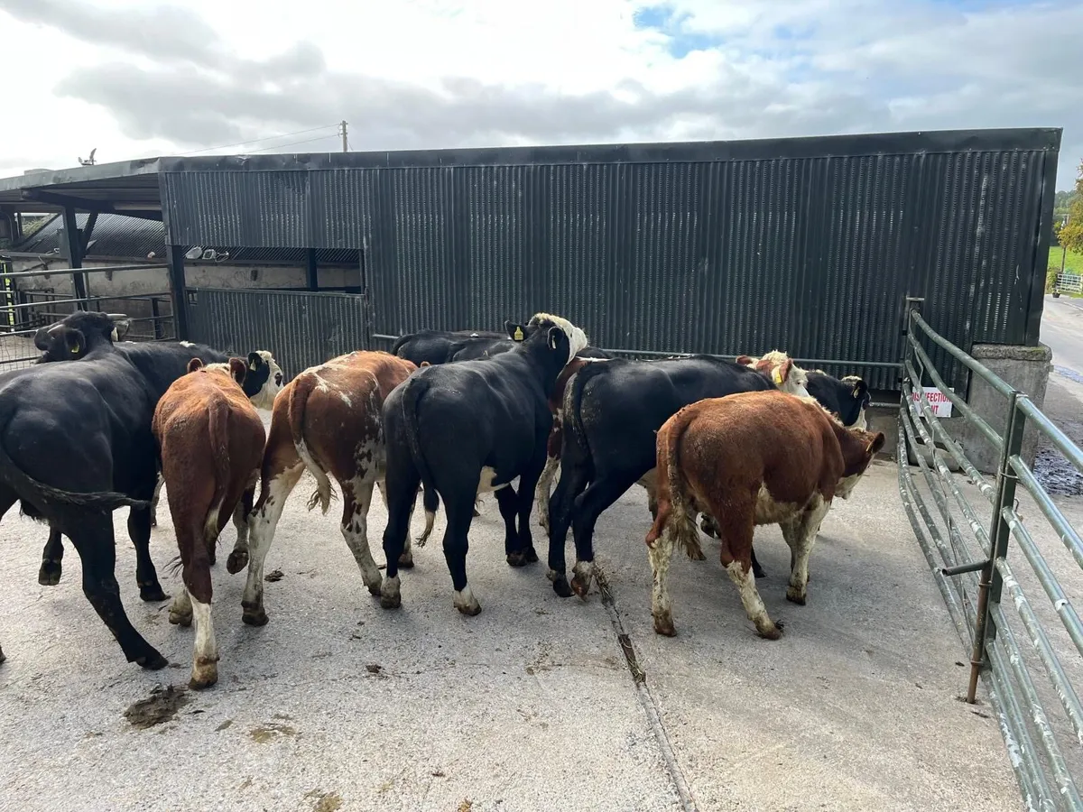 12 super  Hereford store bullocks - Image 2