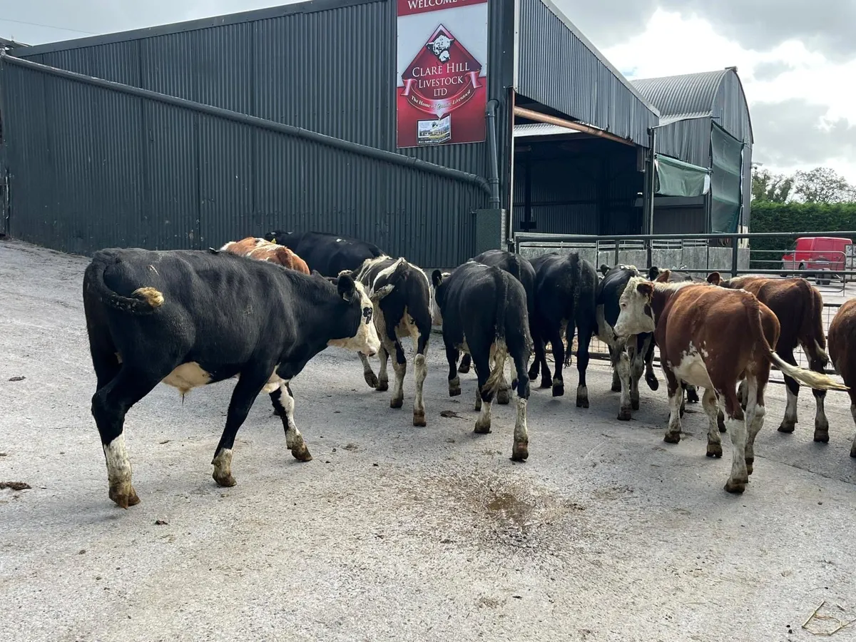 12 super  Hereford store bullocks - Image 3