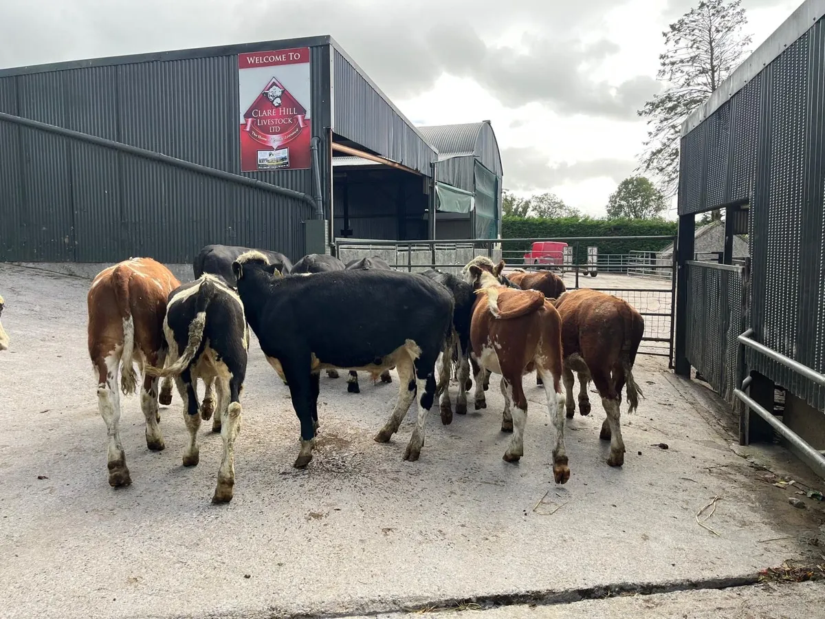 12 super  Hereford store bullocks - Image 4