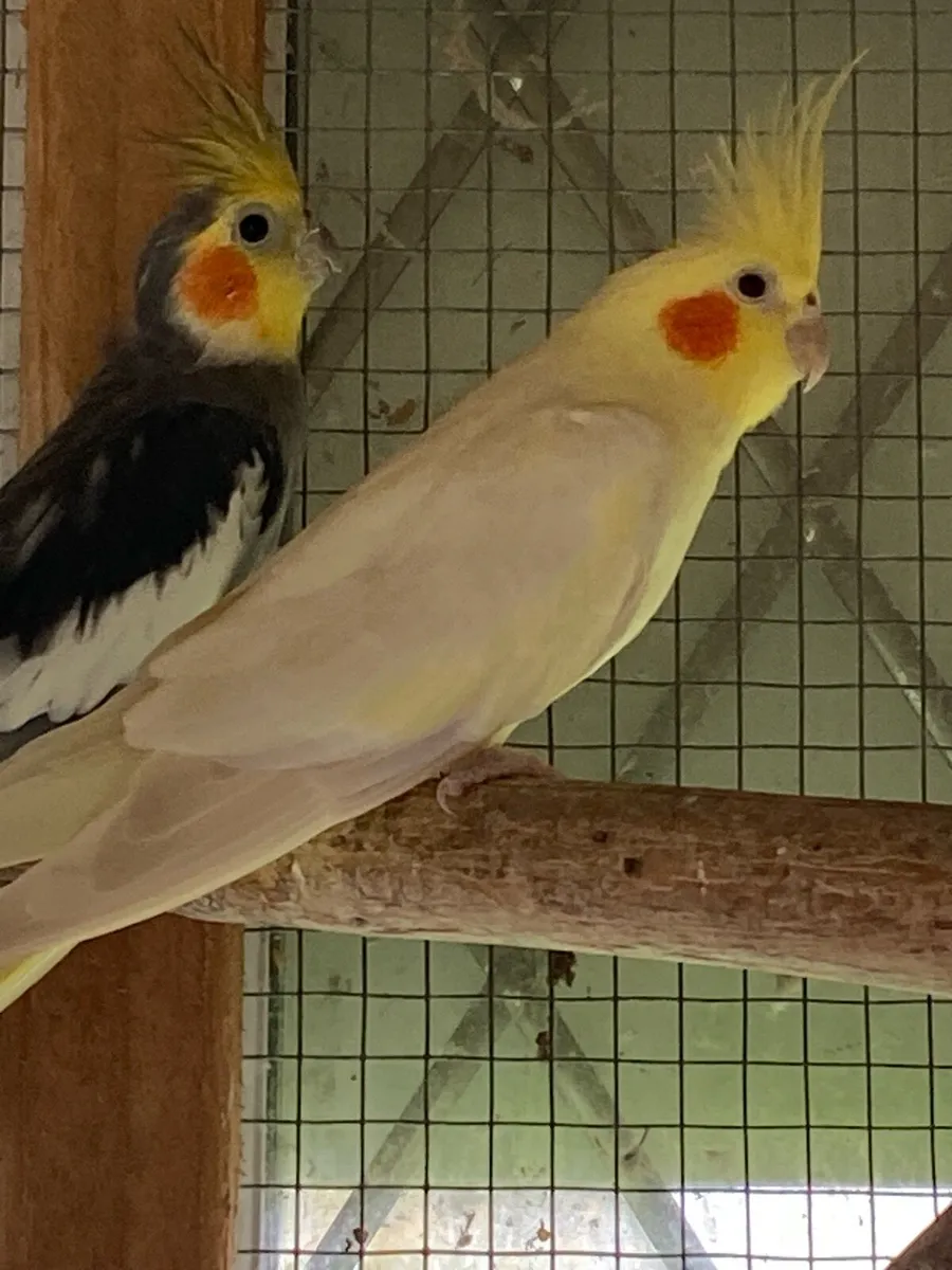 Pair of cockatiels