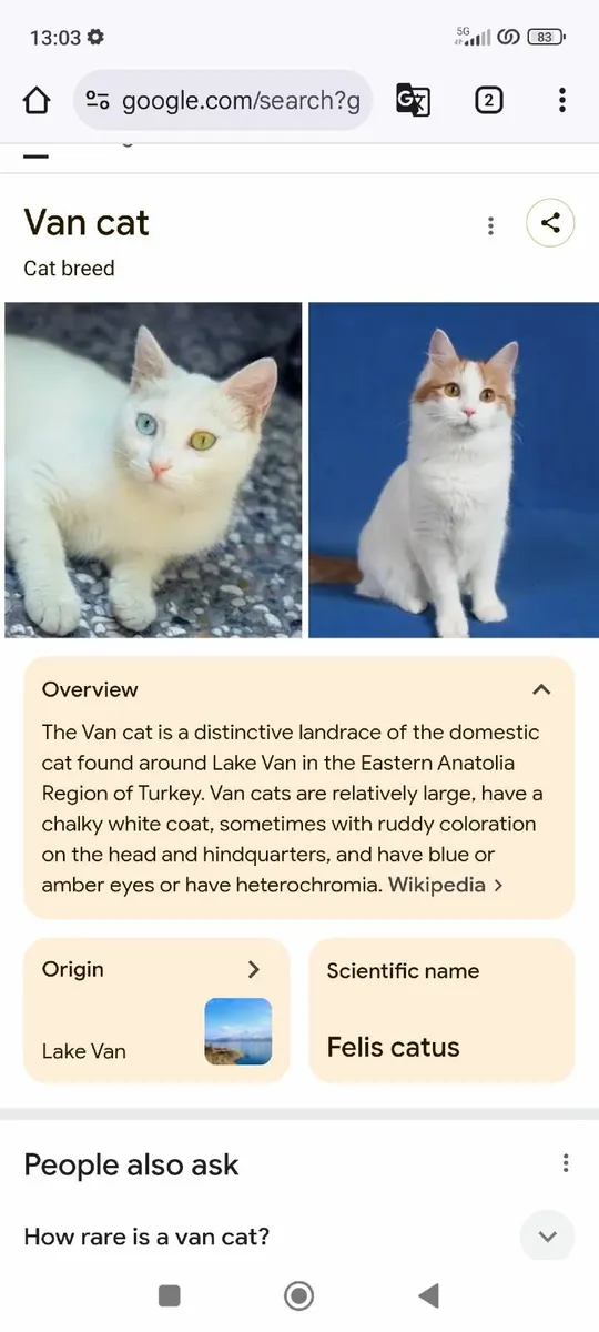 VAN///Turkish Van kittens - Image 2
