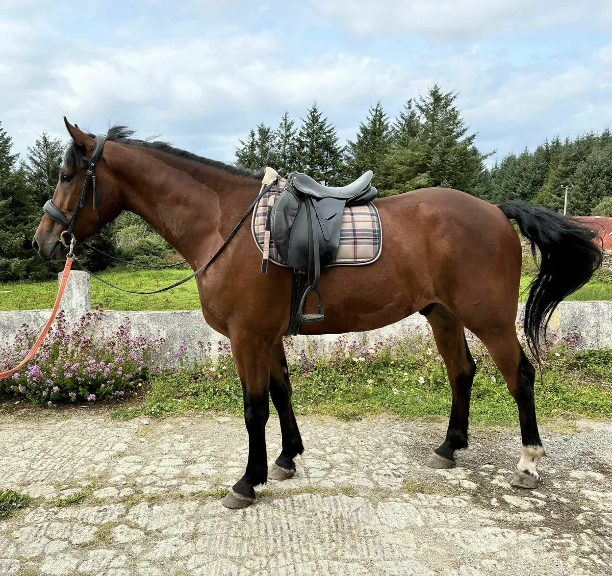 Horses - Image 2