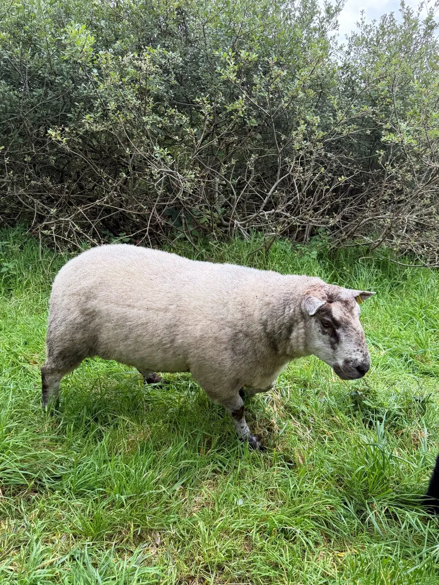 Hogget rams - Image 1