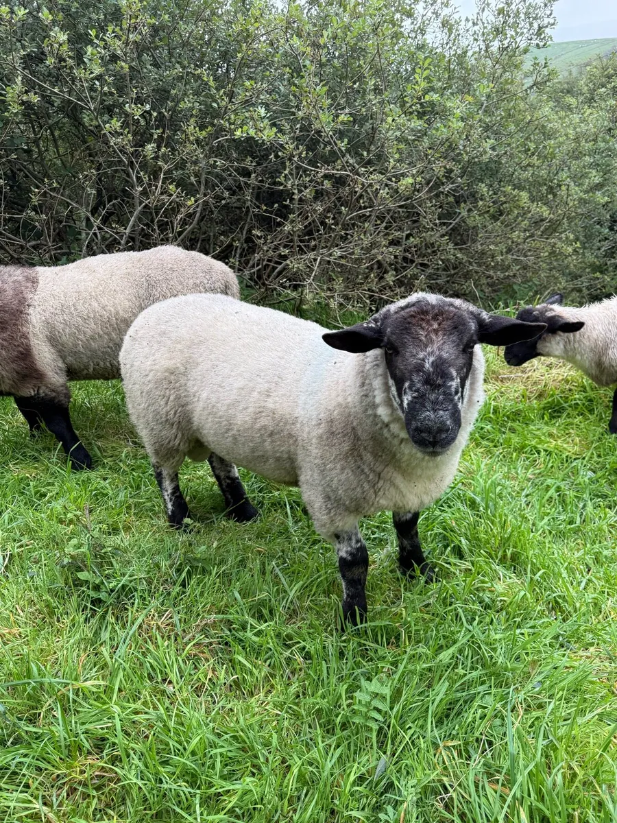 Hogget rams - Image 2