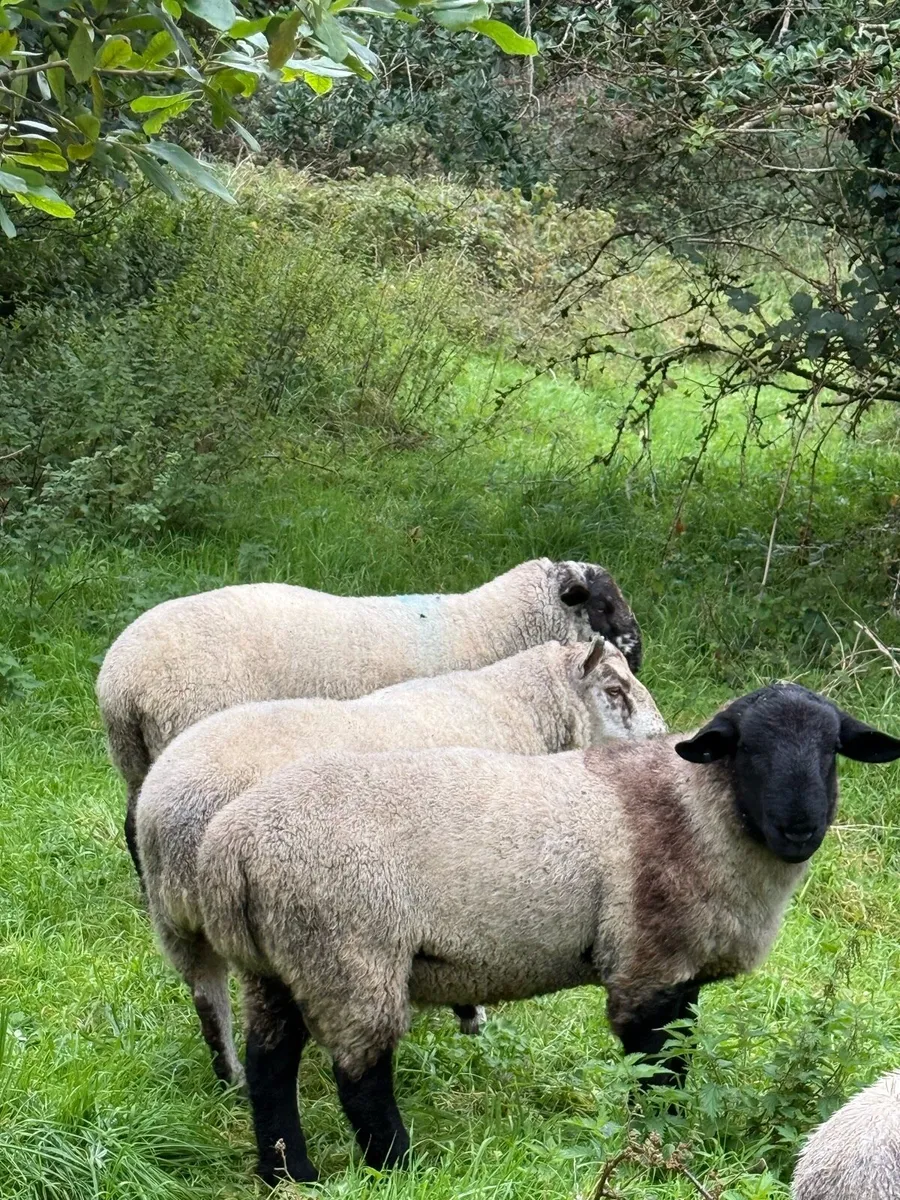 Hogget rams - Image 3