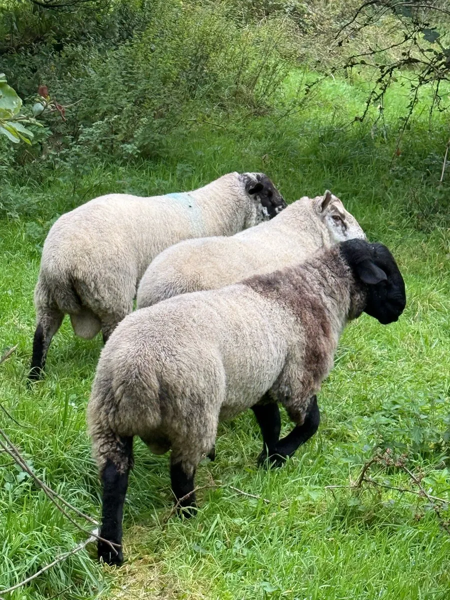 Hogget rams - Image 4