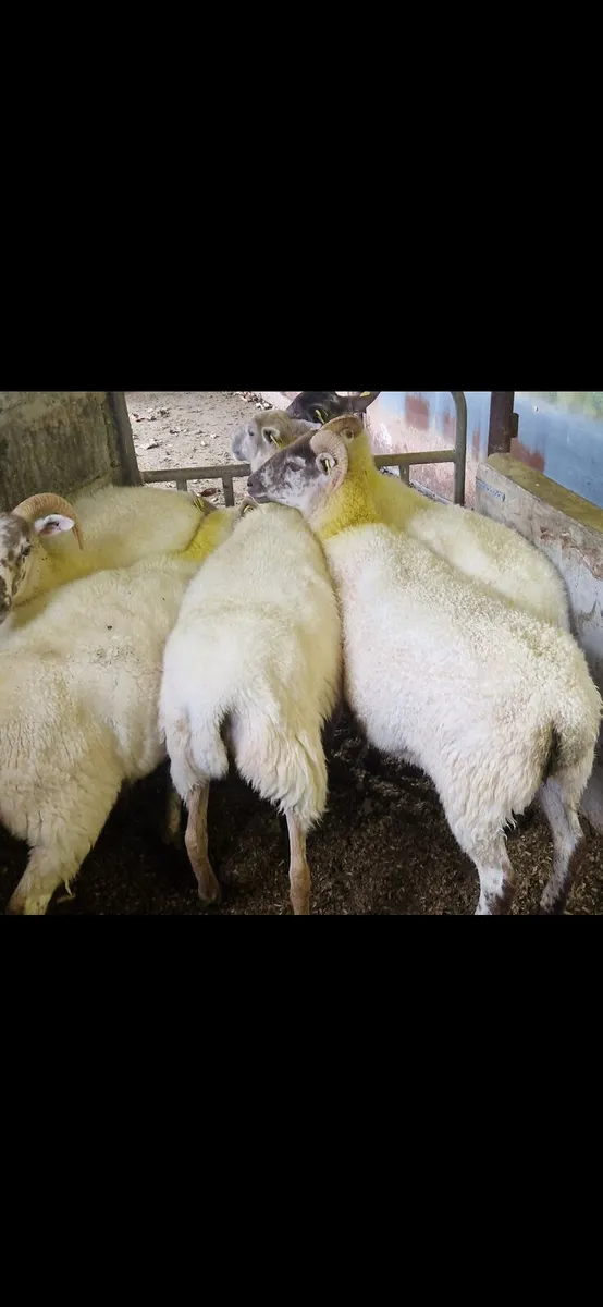 Hoggets - Image 1