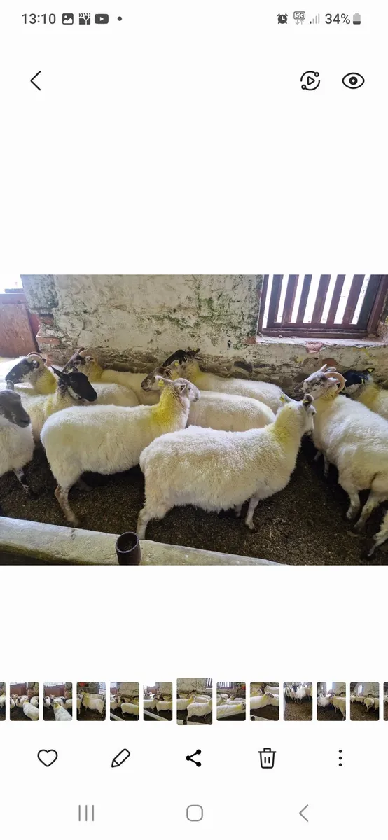 Hoggets - Image 2