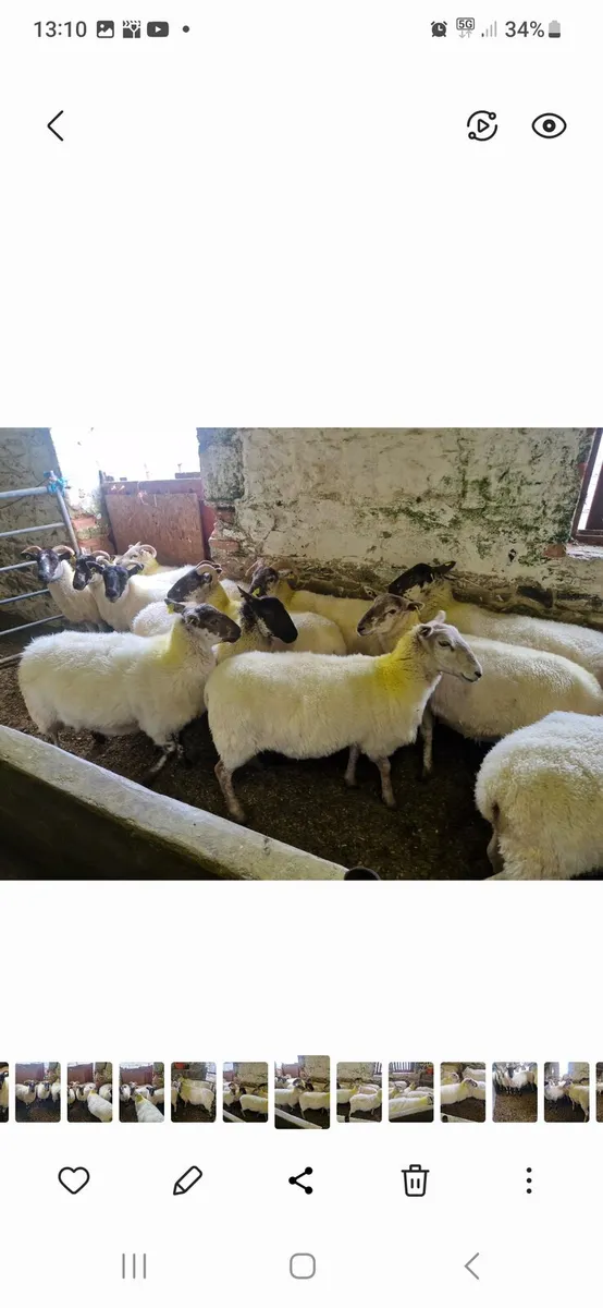 Hoggets - Image 3