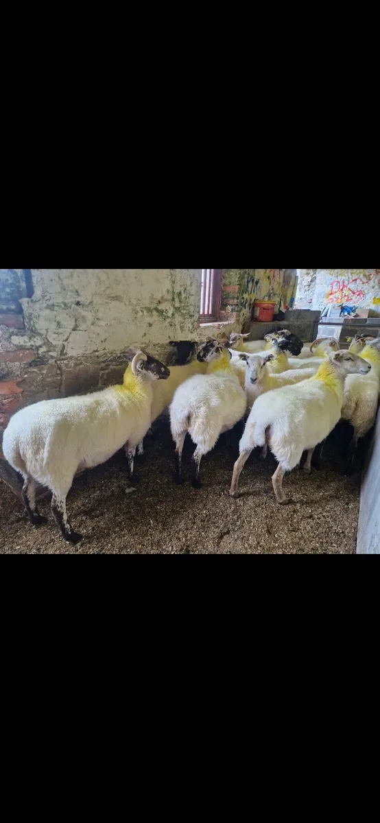 Hoggets - Image 4