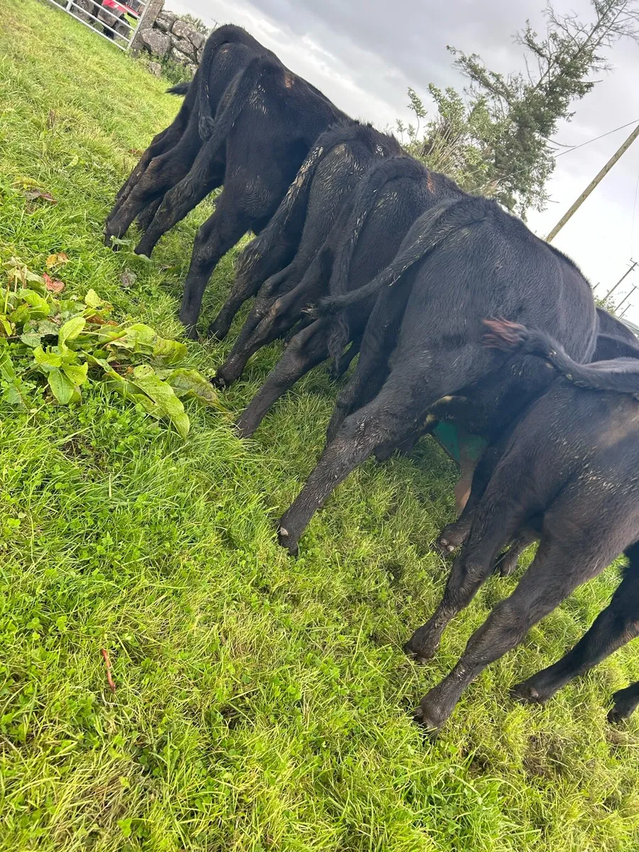 Super Angus bulls - Image 1