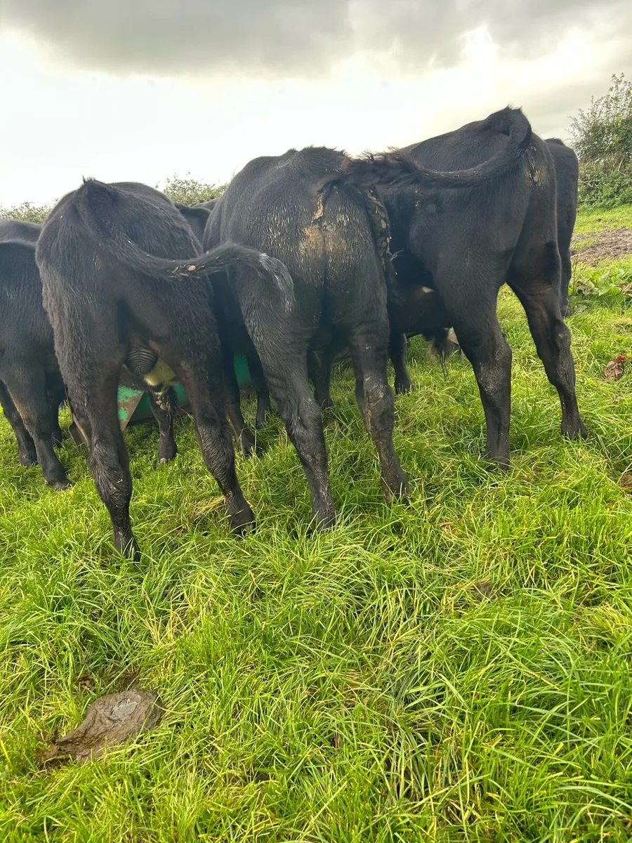 Super Angus bulls - Image 2