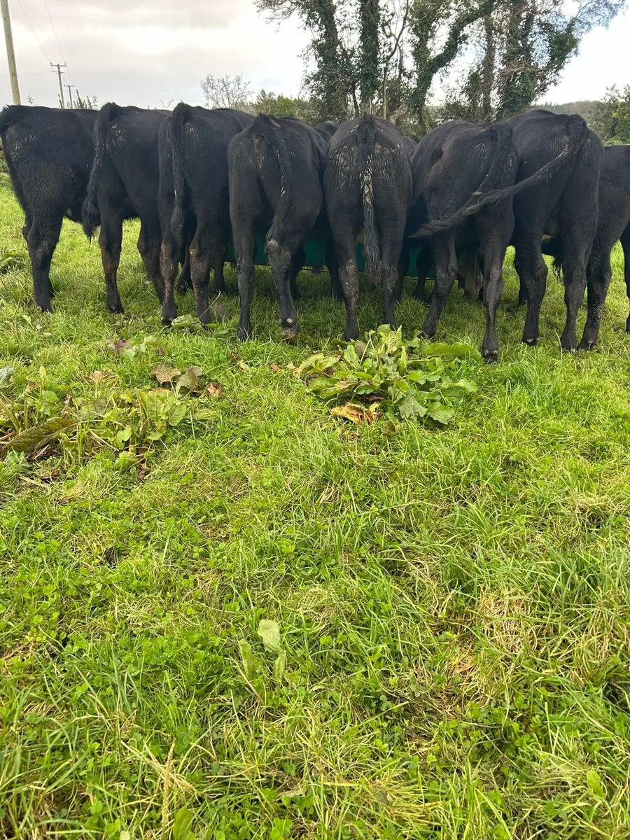 Super Angus bulls - Image 3