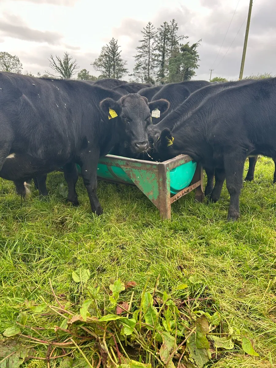Super Angus bulls - Image 4