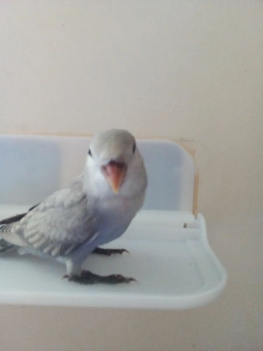 lovebirds hand reared - Image 3