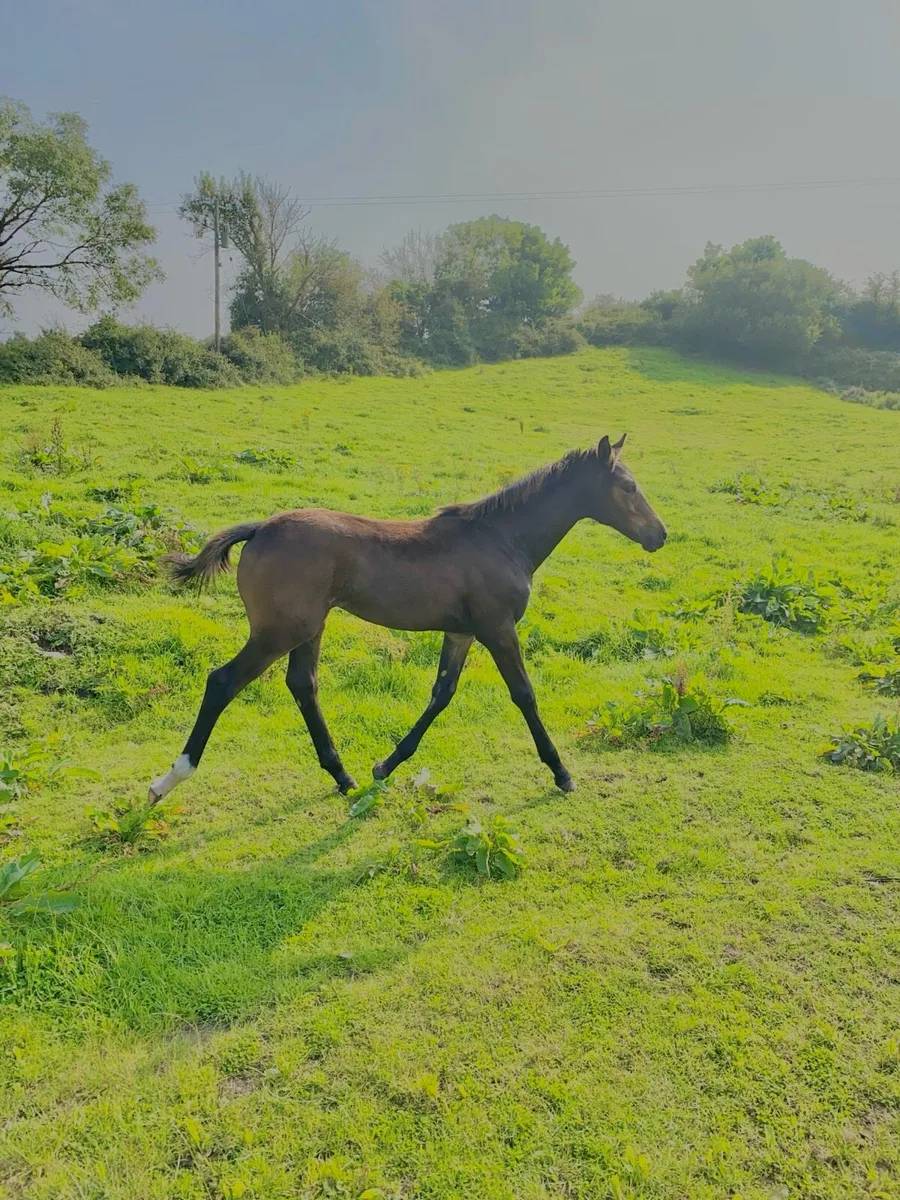 Chillout X Kopperfield filly - Image 1
