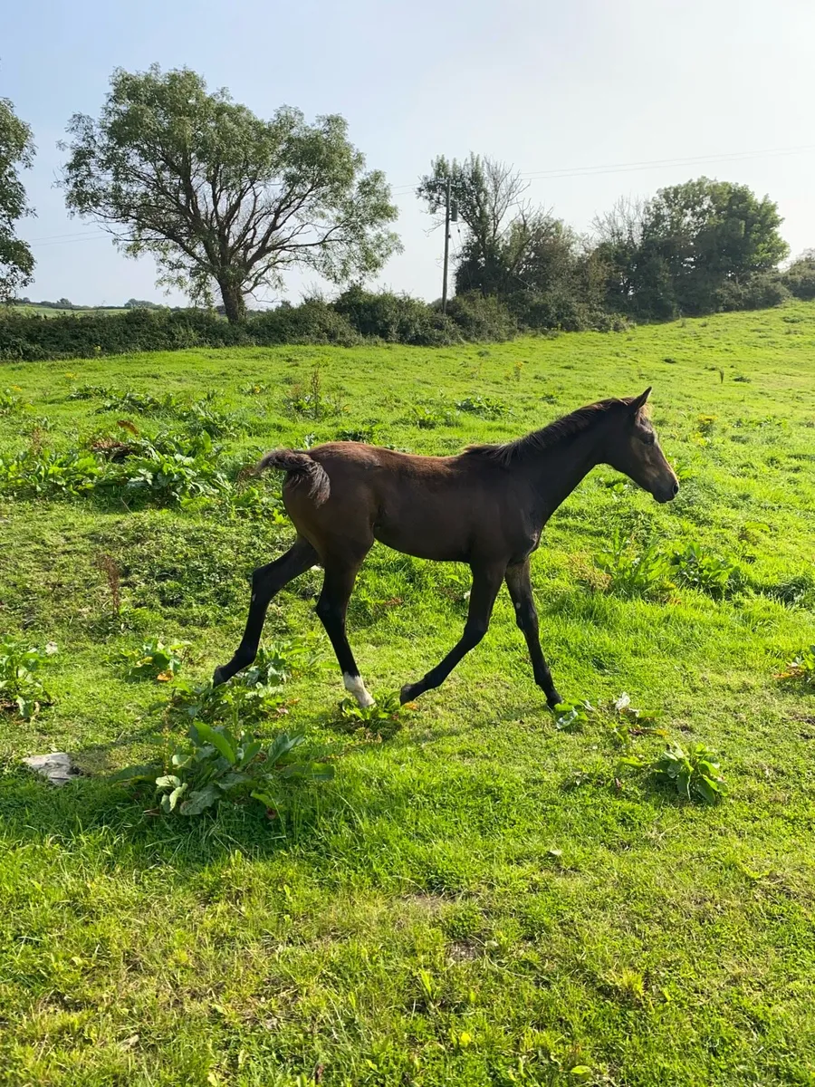 Chillout X Kopperfield filly - Image 2