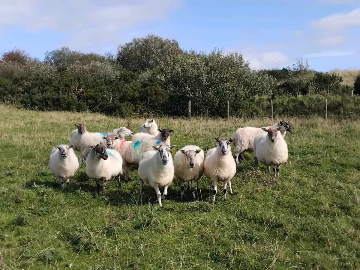 20 mule x type genuine breeding ewes - Image 1
