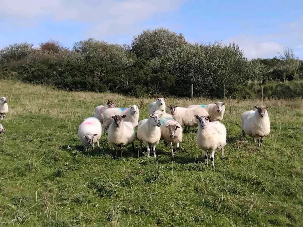 20 mule x type genuine breeding ewes - Image 2