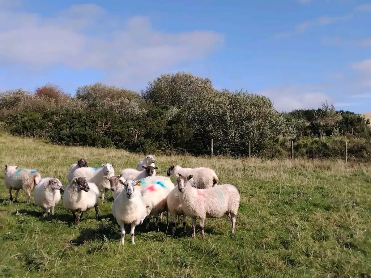20 mule x type genuine breeding ewes - Image 3