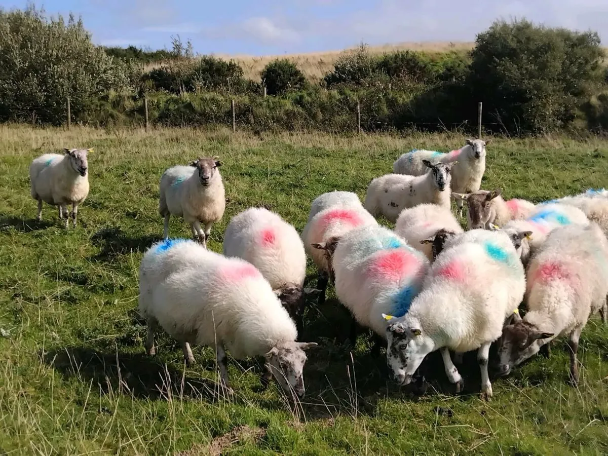 20 mule x type genuine breeding ewes - Image 4