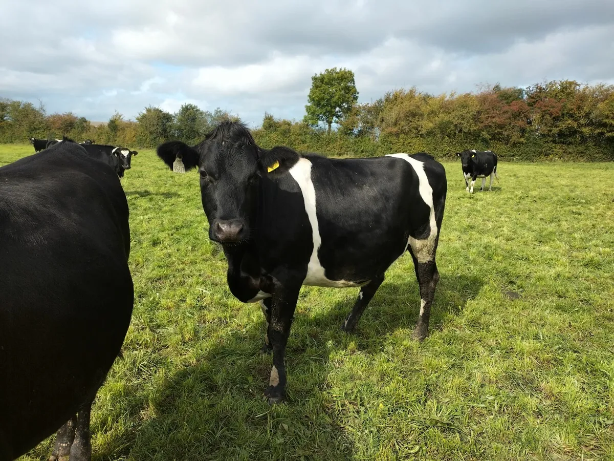 10 in-calf xbred dairy heifers for sale - Image 1