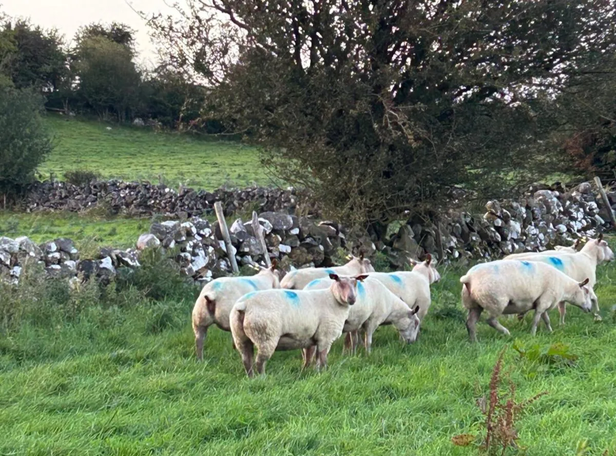 Rouge Beltex Ewe Hoggets - Image 1
