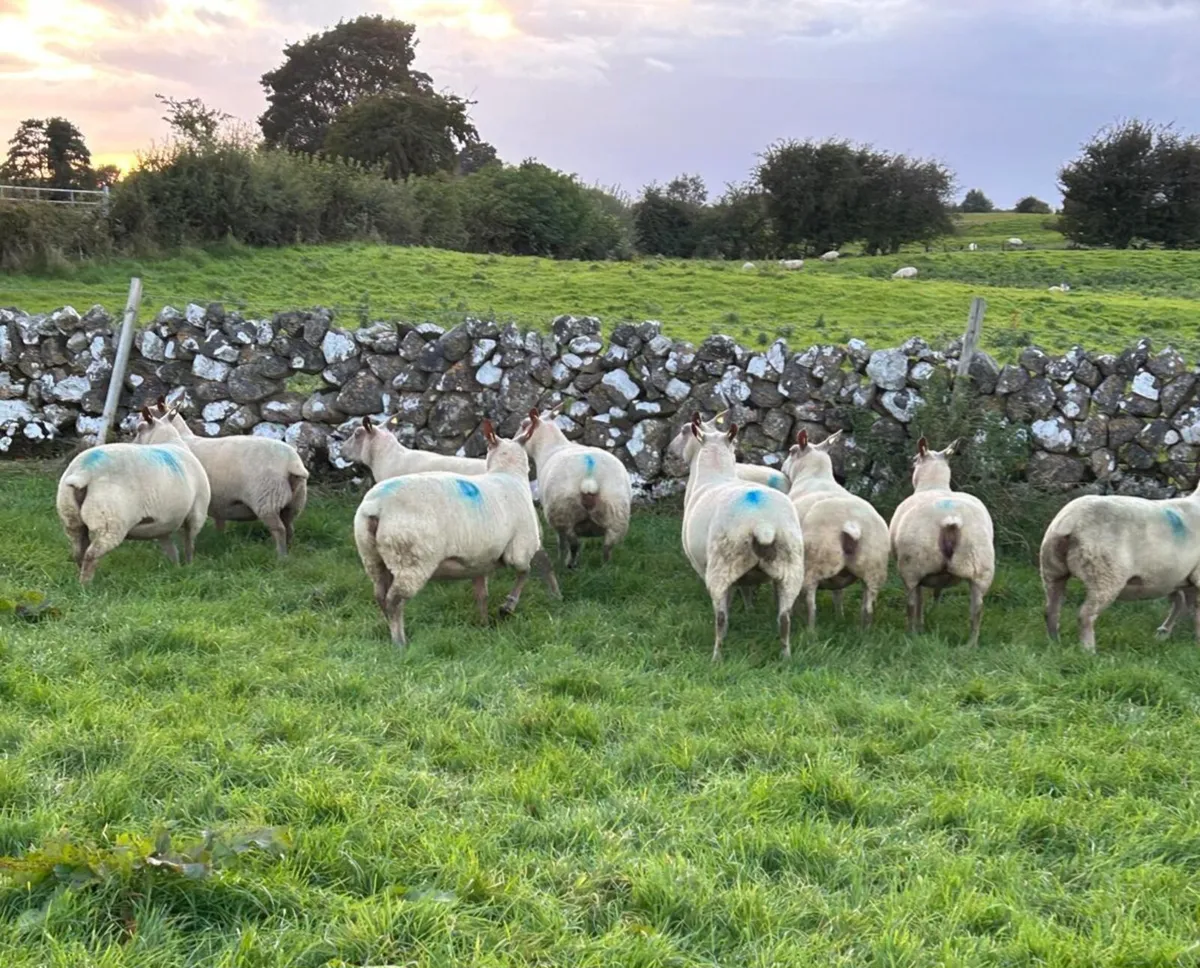 Rouge Beltex Ewe Hoggets - Image 2
