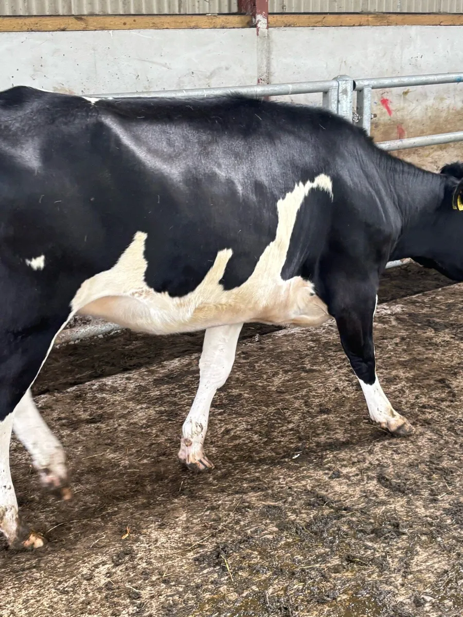 8 in calf heifers - Image 2