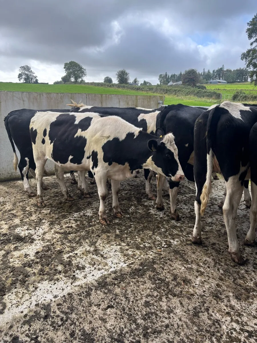 8 in calf heifers - Image 1